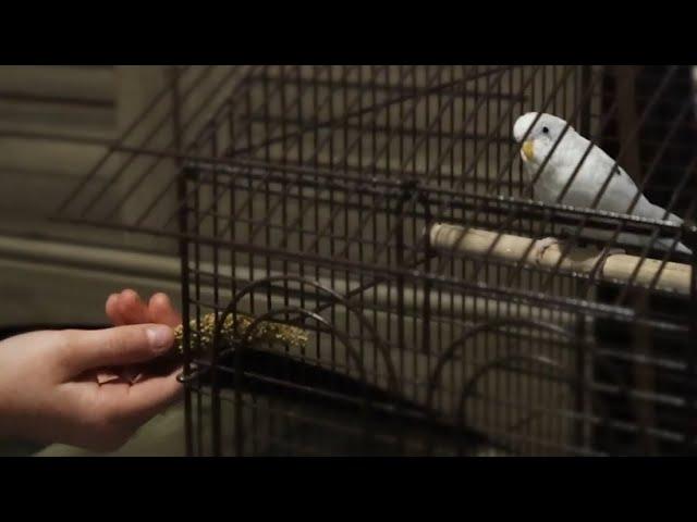 DAY ONE WITH A SCARED FLIGHTED BUDGIE | Bringing Home a Pet Parakeet (Flighted!)