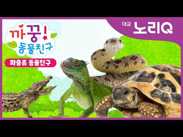 까꿍! 파충류 동물친구ㅣ자연관찰ㅣ대교 노리QㅣBabies&KidsㅣPikaboo! Animal friendsㅣDaekyo noriQ