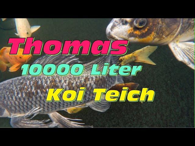 Thomas 10000 Liter Koi Teich mit Spiegelkarpfen und glasklarem Wasser!