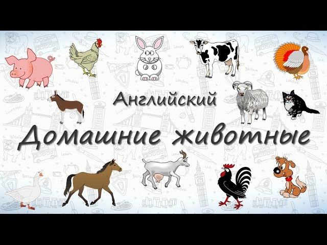 Домашние животные на английском. ВИДЕОТРЕНАЖЕР