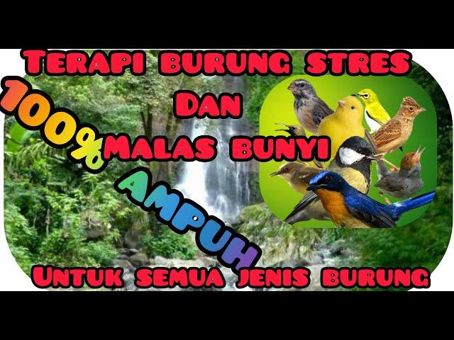 Suara burung di hutan liar pagi hari || terapi burung malas bunyi