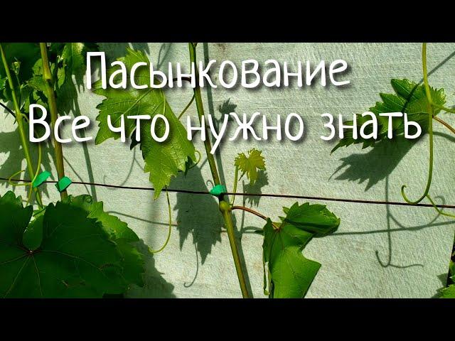 Пасынкование винограда. Как когда и зачем? Делаем правильно. Обязательная зеленая операция