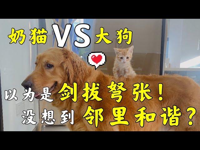 猫和狗 ｜猫狗一起养的日常是什么样子【养汪事务所】