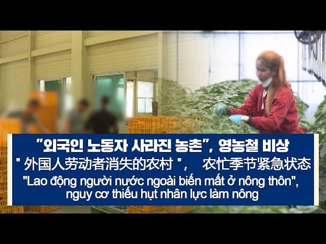 [다문화자막뉴스] "외국인 노동자 사라진 농촌", 영농철 비상 "外国人劳动者消失的农村"，农忙季节紧急状态