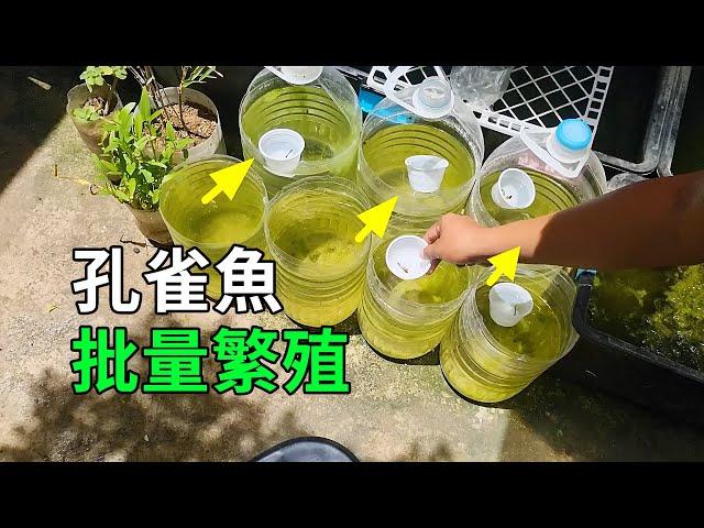 孔雀魚的秘密，繁殖過程大開眼界