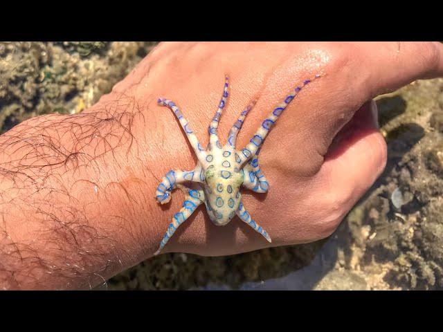 Blue-Ringed Octopus ️ Do NOT Touch: Deadly Bite!