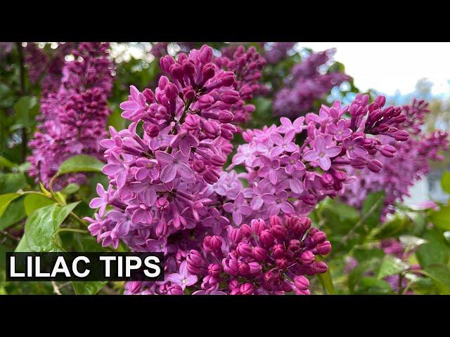 4 Expert Tips for Spectacular Lilac Blooms