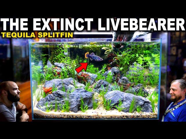 The Extinct Livebearer Tank: Tequila Splitfin Aquascape Tutorial