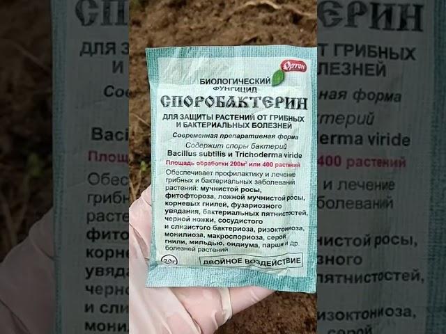 ТЕПЛИЦА БЕЗ ХИМИИ! Как собрать свои семена томатов, ссылка в описании