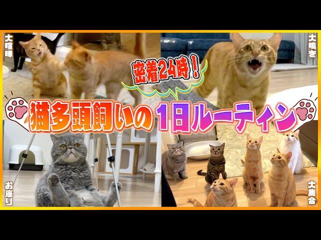 【体力無限】猫多頭飼いのリアルすぎる1日に密着したら大忙しでしたww