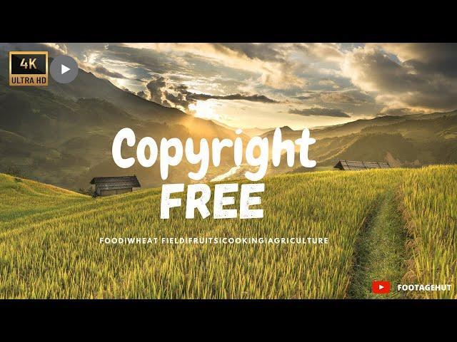 Food|Wheat Field|Fruits|Cooking|Agriculture- No Copyright Video|FootageHut