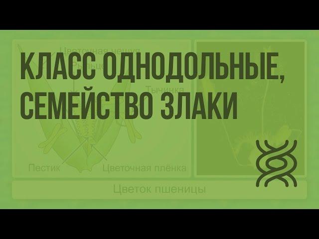 Класс Однодольные, семейство Злаки. Видеоурок по биологии 6 класс