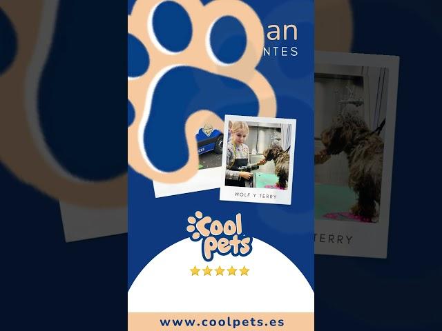 ¿Qué OPINAN nuestros clientes? Reseñas, tu mejor garantía🫧COOL PETS PELUQUERÍA CANINA a domicilio