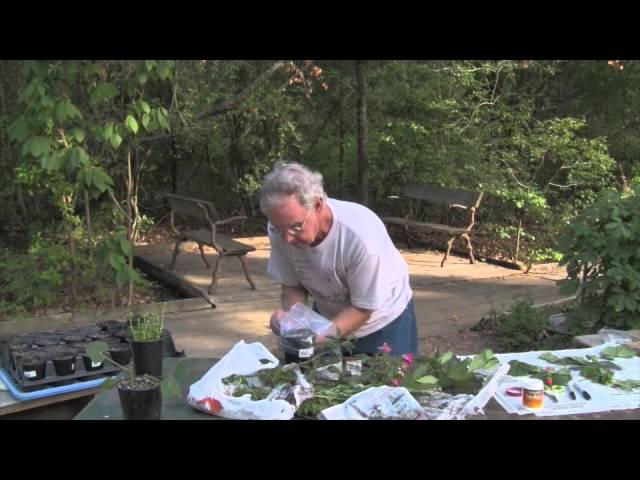 Video 9 - Growing New Prairie Plants Through Cuttings