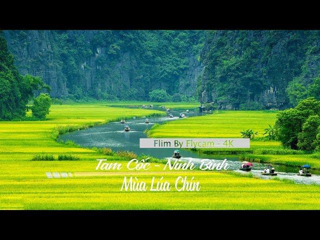 Tam Coc - Bich Dong - Ninh Binh In Rice Season