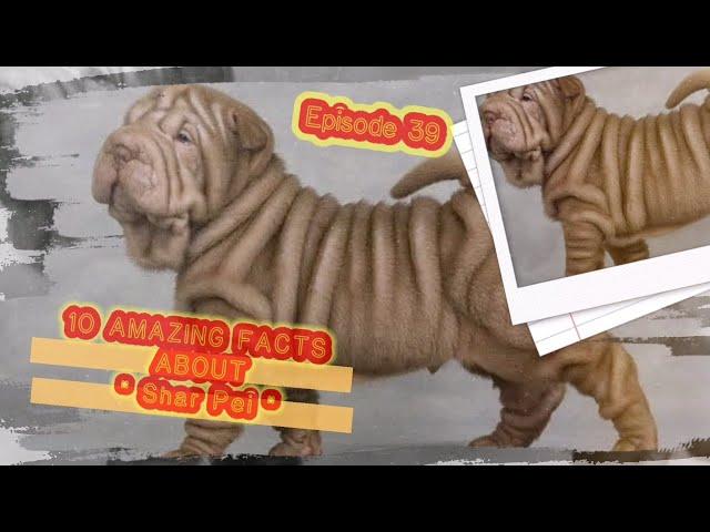 10 fun facts about Shar - Pei dog.