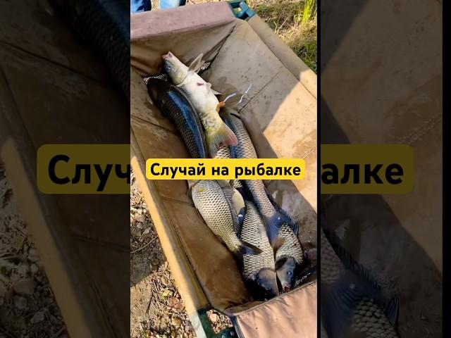 случай на рыбалке #рыбалка #рыба #карп #сазан #белыйамур #карась #фидер #fishing