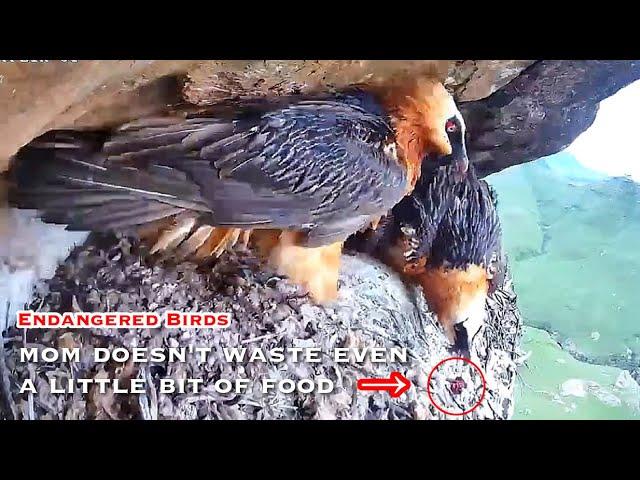 #235Bearded Vulture Nest／Nestflix Live Stream️Endangered bird species the Southern Bearded Vulture