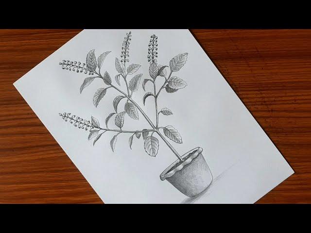 Tulsi plant (holy basil) drawing with pencil shade | Tulsi plant drawing easy | তুলসী গাছ আঁকা |