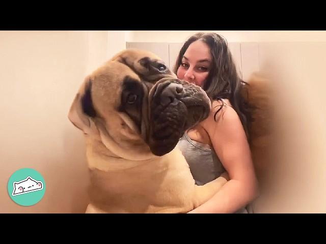 Gentle Giant Mastiff Wants To Hug Everybody He Meets | Cuddle Buddies