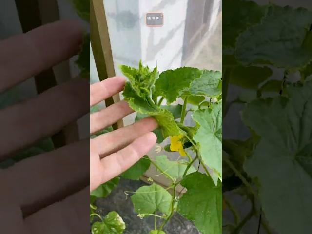 Cucumbers have stopped growing! This is easy to fix #cucumbers #cucumber