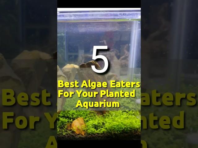 Five Best Algae Eaters For Your Planted Aquarium #shorts #fish #fishtank