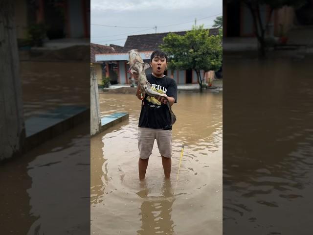 Di Desa Ku Sedang Banjir Aku Mancing Dapat Ikan Lele Ukuran Monster #mancing #banjir #lele #monster