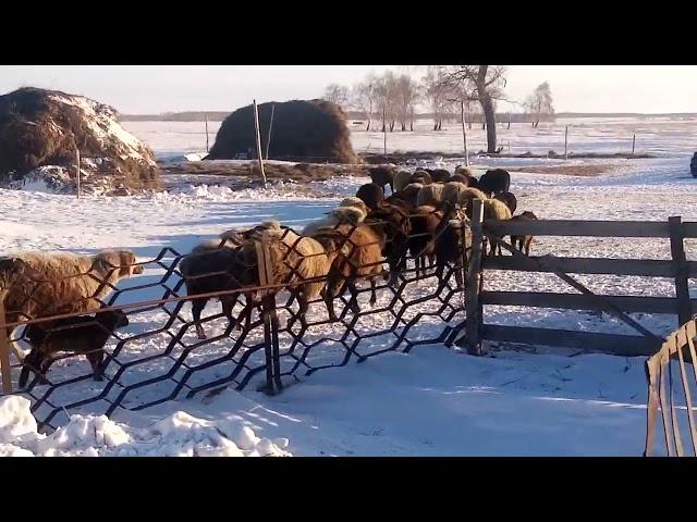 жизнь в деревне,Утренее кормление овец.