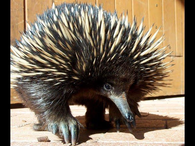 Echidna - My animal friends - Animals Documentary -Kids educational Videos