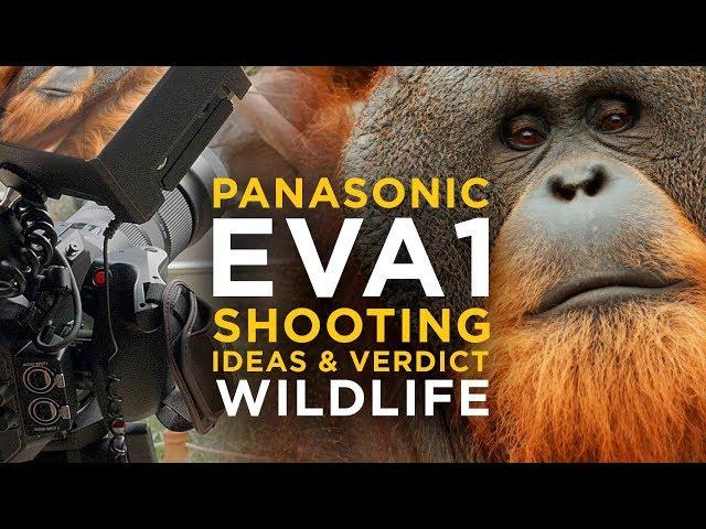 Panasonic EVA1 - Real Life Test & Review with Wildlife Footage