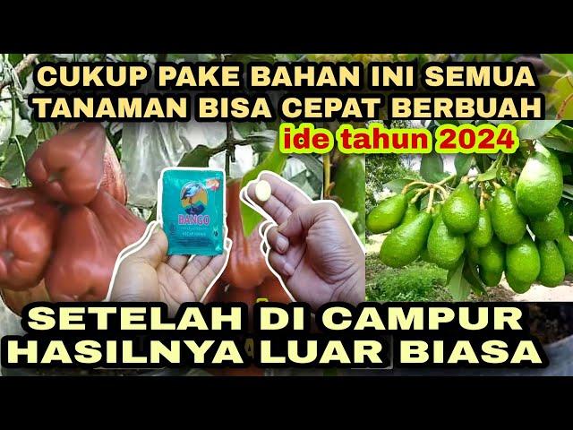 Cukup Tambahkan 2bahan ini hanya 22hari tanaman kerdil mandul langsung berbuah lebat