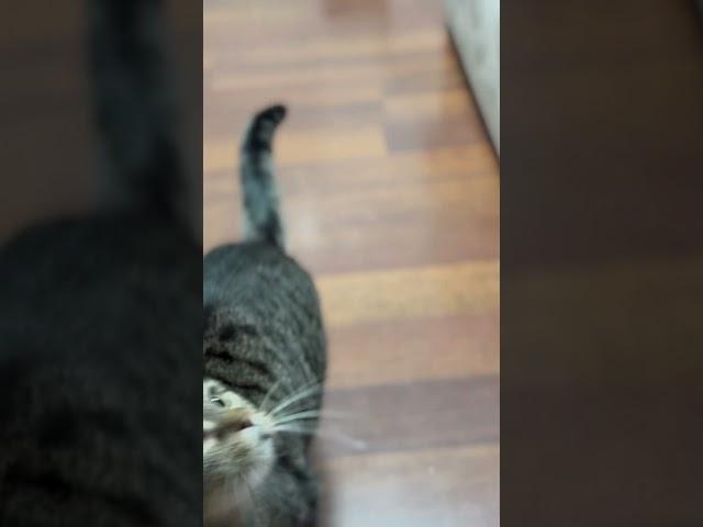 Мяу Мяу #cat #ukraine