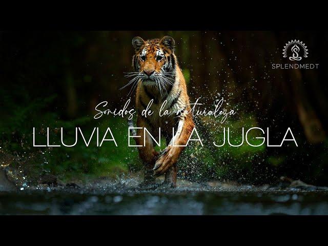 Sonidos de la Naturaleza: Lluvia en la Selva | Splendmedt