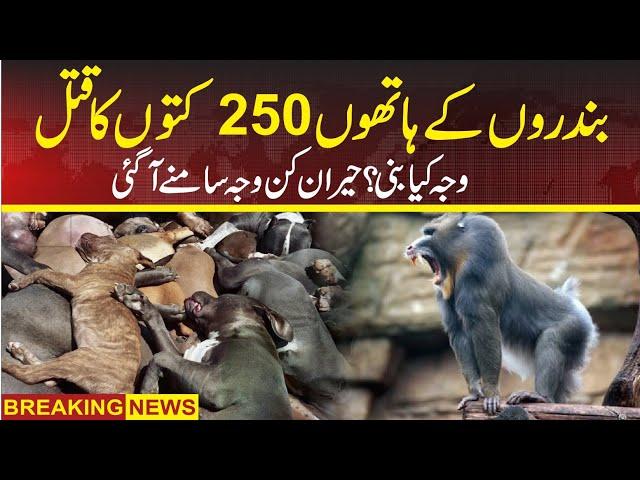 Monkey and Puppies bad new in inida | Dani Tv Urdu