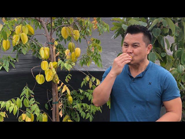 Starfruit Trees (Carambola) in the Fresno/Visalia Area