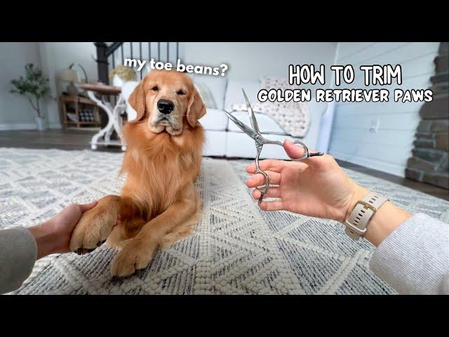 How I Groom My Dog's Paws ASMR