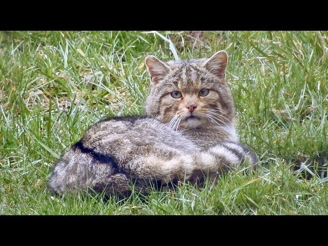 European wildcat,  Europäische Wildkatze. Germany / Eifel