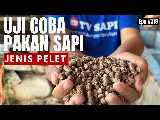 Uji Coba Pakan Sapi ( pelet )