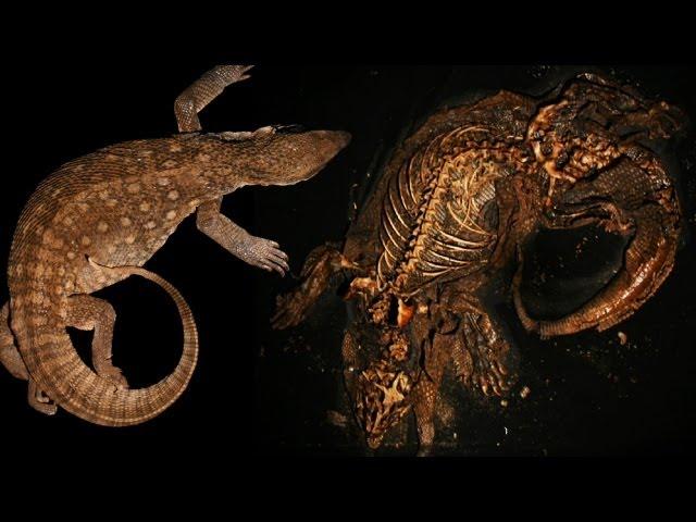 Monitor Lizard Decomposition Time Lapse | Earth Unplugged