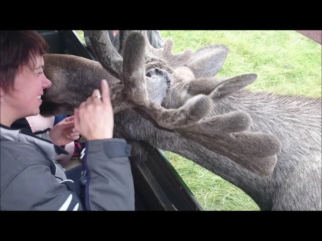 Moose Park - Virum Älgpark - Vimmerby 15 juli 2017