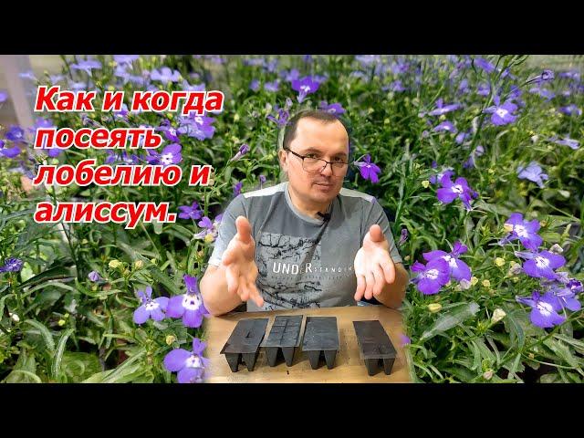 Сеем лобелию и алиссум- это будет украшением наших цветников!