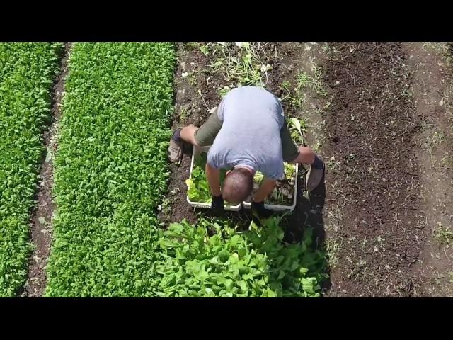 HARVESTING TURNIPS!!