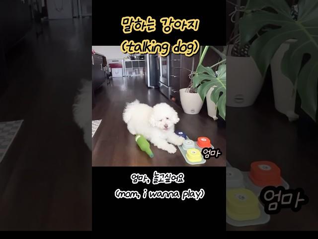 말하는 강아지 말티푸 또기, dog communicates with mom #말티푸 #말하는강아지 #강아지 #doglover #maltipoo #talkingdog #shorts