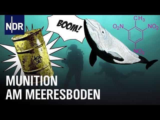 Munitionsreste und TNT-Belastung in der Ostsee | salty FiSH | NDR Doku