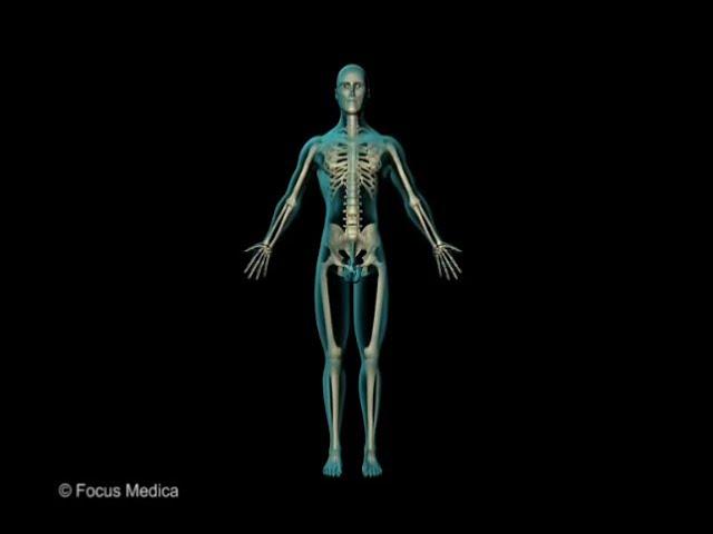 Skeletal and Muscular System - 骨骼和肌肉系統 - Junior Atlas - Chinese