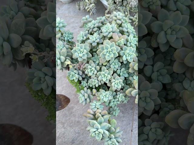 #cheesecake #clavatum #succulents #succulentgarden #gardening
