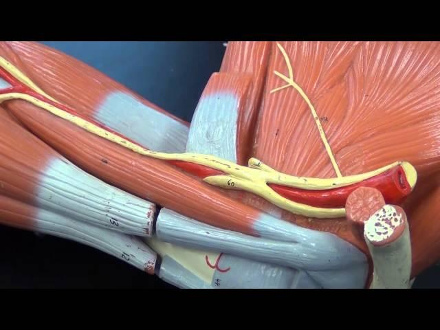 Muscles of the Scapula and Shoulder Region