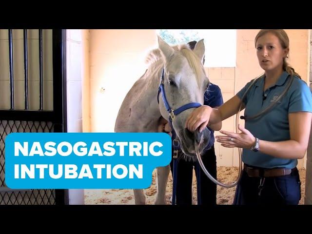 Equine Training: Nasogastric Intubation