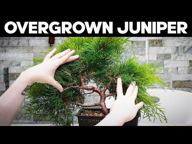 Pruning an Overgrown Juniper Bonsai