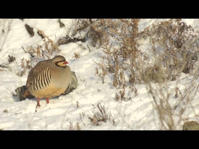 The chukar partridge (Alectoris chukar)